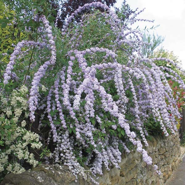 [26年2月中下旬予約]ブッドレア：アルテニフォリア5号ポット