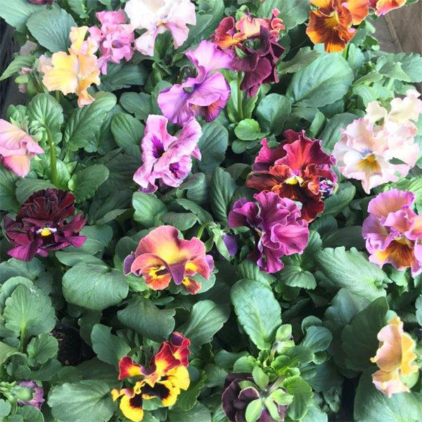 パンジー：ヴォーグ3.5号ポット 6株セット