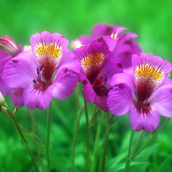 アルストロメリア：モデスタ1球