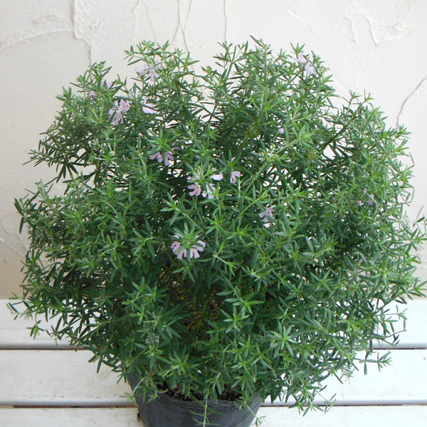 ウエストリンギア　/ 625 爽やかなシルバーグリーン♪ 大株ウエストリンギア〈スモーキー