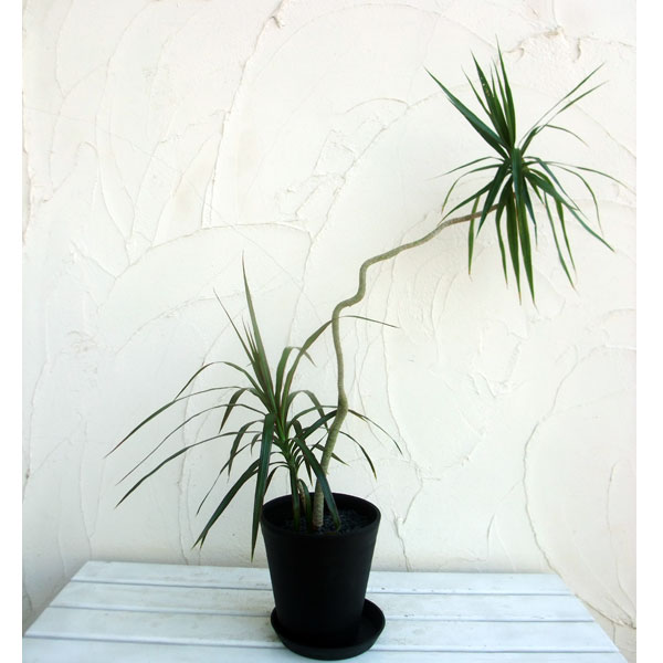 園芸ネット本店｜ドラセナ コンシンナ（マジナータ）曲がり セラアート