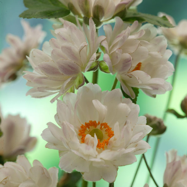園芸ネット本店｜シュウメイギク（秋明菊）：牡丹咲き（ボタン咲き