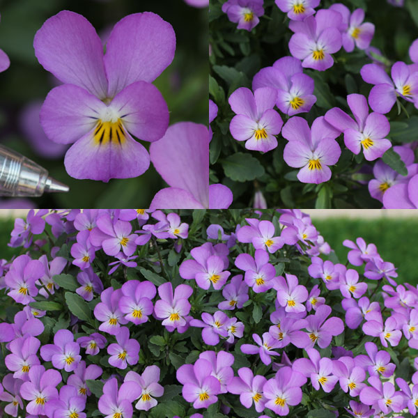 [送料無料]MSKガーデン極小輪ビオラ：フルーレット　ラベンダーピンク3号ポット12株セット