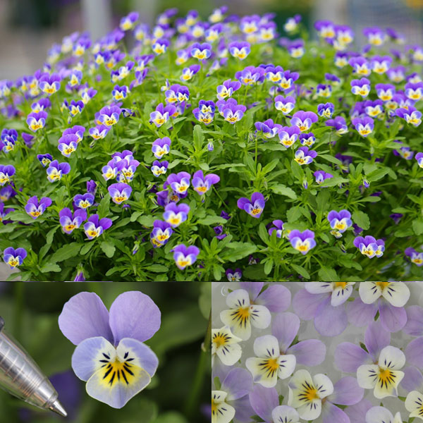 DA　小輪ビオラ 園芸ネット本店｜[送料無料]MSKガーデン極小輪ビオラ：フルーレット