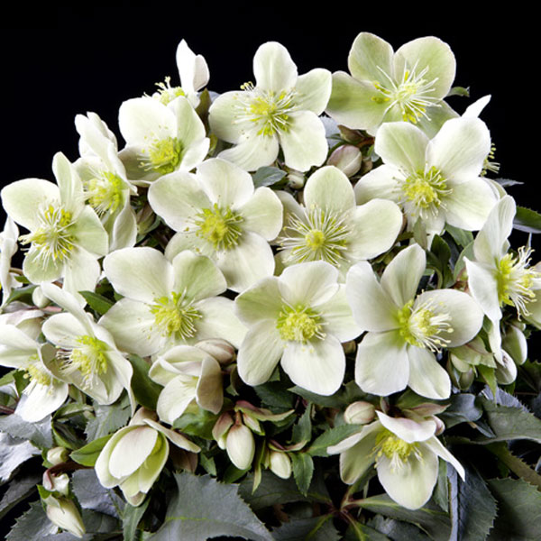 クリスマスローズ（原種交配）：*HGCモンテクリスト4.5号ポット