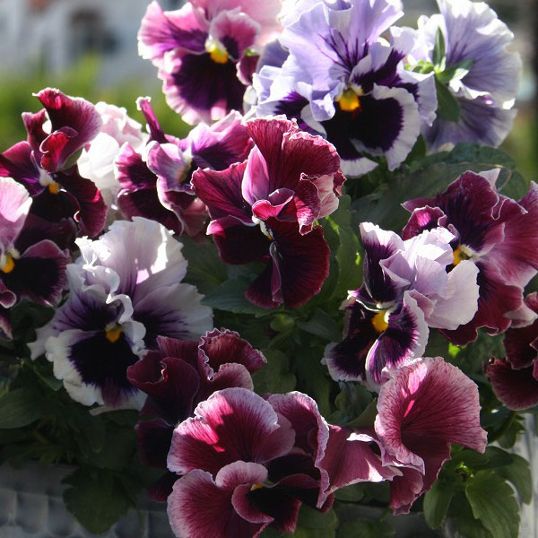 パンジー：ムーランフリルトリコロールルージュローズ3.5号ポット2株セット