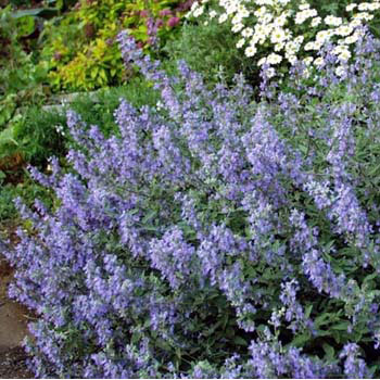 キャットミント：シックスヒルズジャイアント3-3.5号ポット6株セット