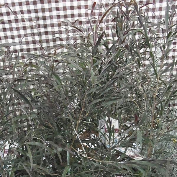 アゴニス フレクソーサ（黒ユーカリ）：ブラックテイル4号鉢植え