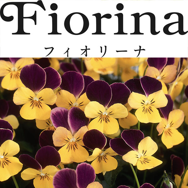 ビオラ：フィオリーナ　ベルベットゴールド4号ポット3株セット