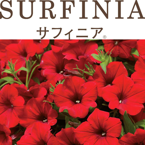 [26年4月下旬予約]ペチュニア：サフィニアレッド4号ポット(R)