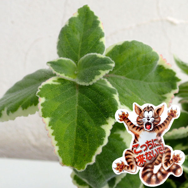 [26年4月上旬予約]コリウス：こっちに来ないで!（犬猫よけ植物）エッジ3-3.5号ポット