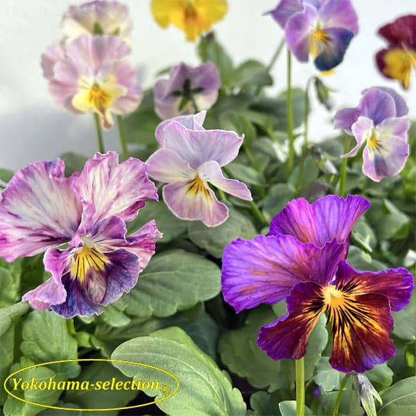 [送料無料]ビオラ：花まつり3号ポット 24株セット