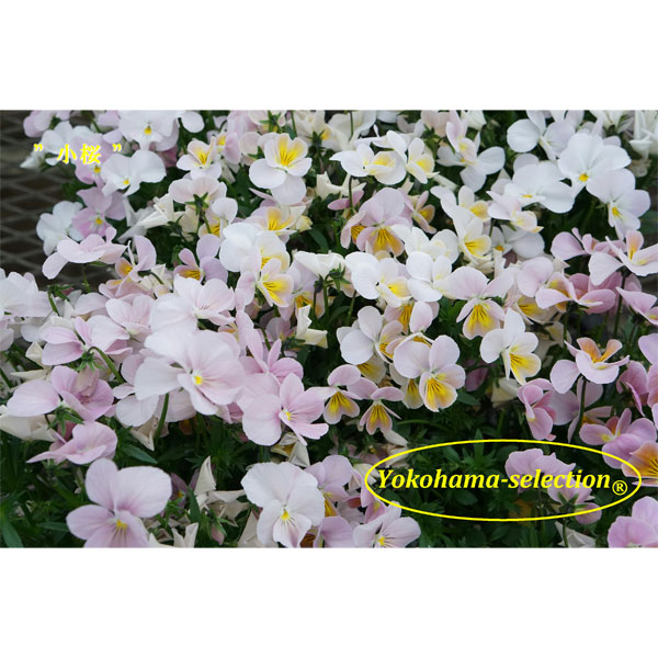 [送料無料]ビオラ：小桜3号ポット 12株セット