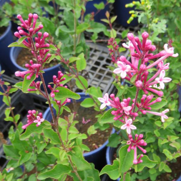 ヒメライラック（わい性ライラック）：ピンクパヒューム6号ポット