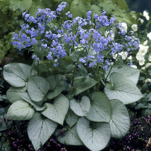 ブルンネラ：マクロフィラ ルッキングラス11cm角ポット