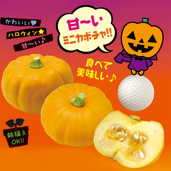 激レア　送料無料　金のカボチャ　中古　ボリューム・不要機　バルテック 園芸ネット本店｜[送料無料]カボチャ（ミニ）：プチオレンジ3号ポット