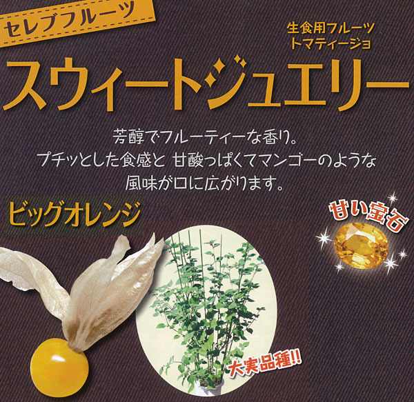 [送料無料][26年4月下旬予約]食用ホオズキ：スウィートジュエリービッグオレンジ3号ポット24株セット