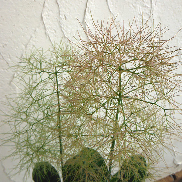 スモークツリー：グリーンファウンテン4.5号ポット