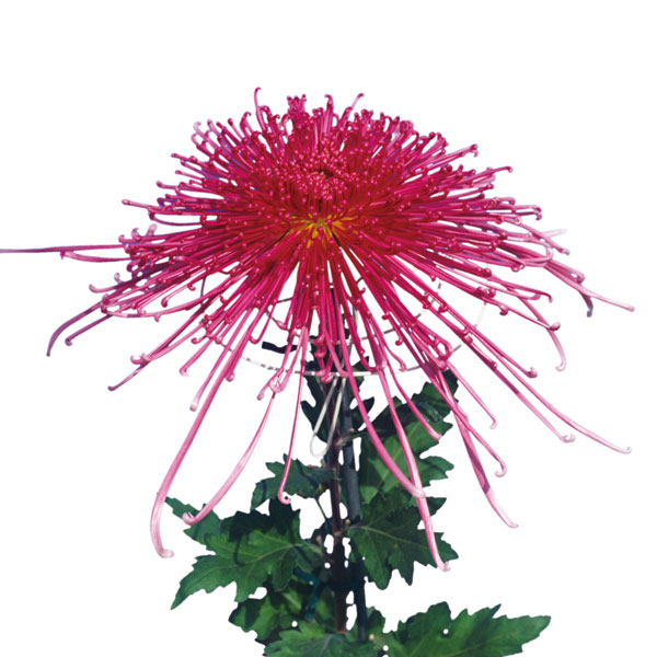 [26年4月上旬予約]大菊管物（くだもの）：泉郷烈火（赤系）2.5号ポット