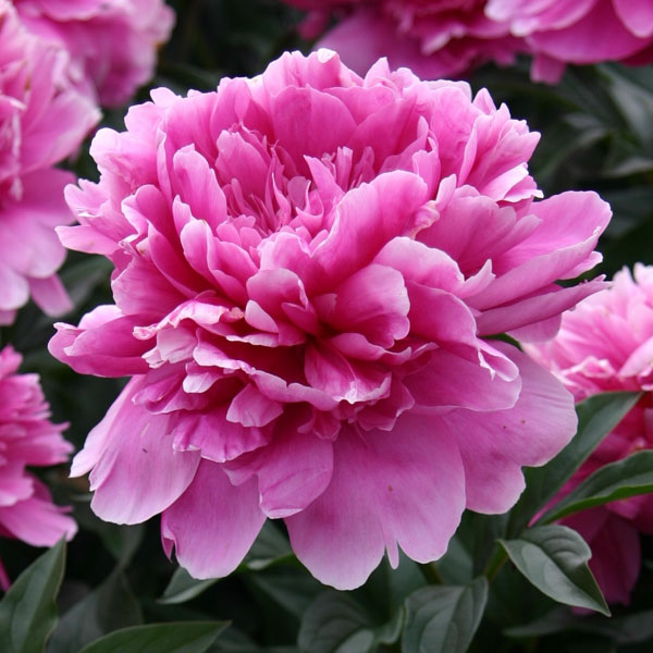 [26年2月中下旬予約]シャクヤク（芍薬）：華燭の典7号ポット