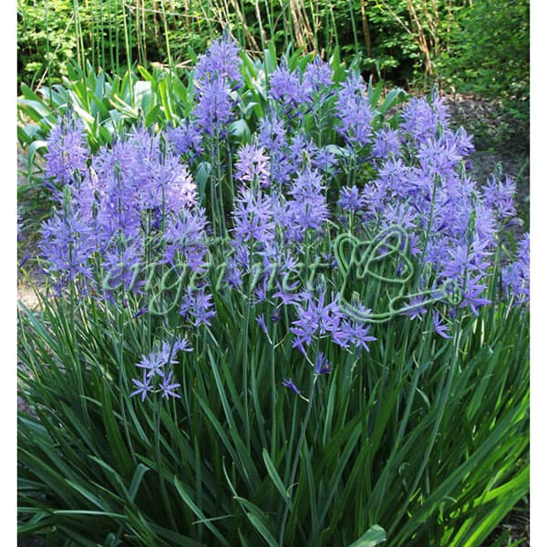 [26年3月中下旬予約]カマシア：ライヒトリニー カエルレア4.5号ポット