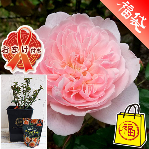 おまけ付（元肥ローズスタート150g）：イングリッシュローズ：ウィズレー2008大苗5号角鉢