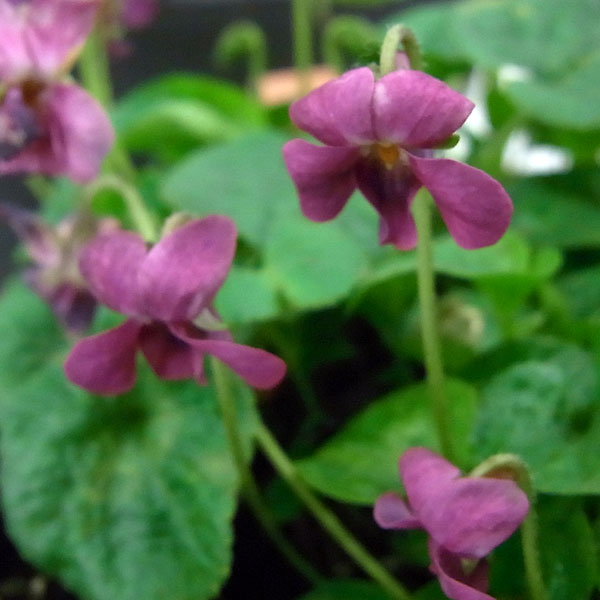 ニオイスミレ：アニー（濃赤）*3～3.5号ポット