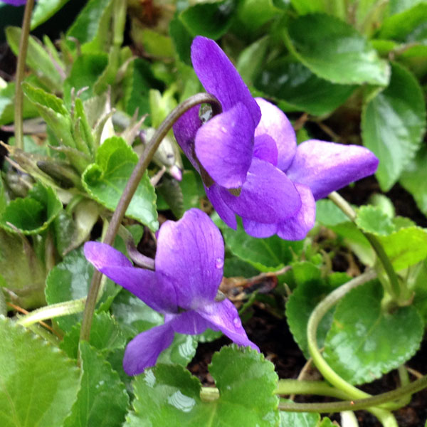 スミレ:トラベック(青紫・原種)*3-3.5号ポット