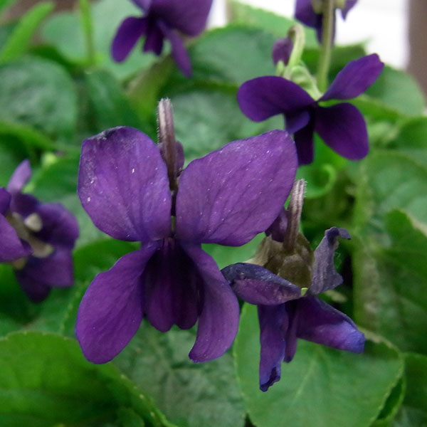 ニオイスミレ：バロネス・デ・ロスチャイルド（紫）3～3.5号ポット*