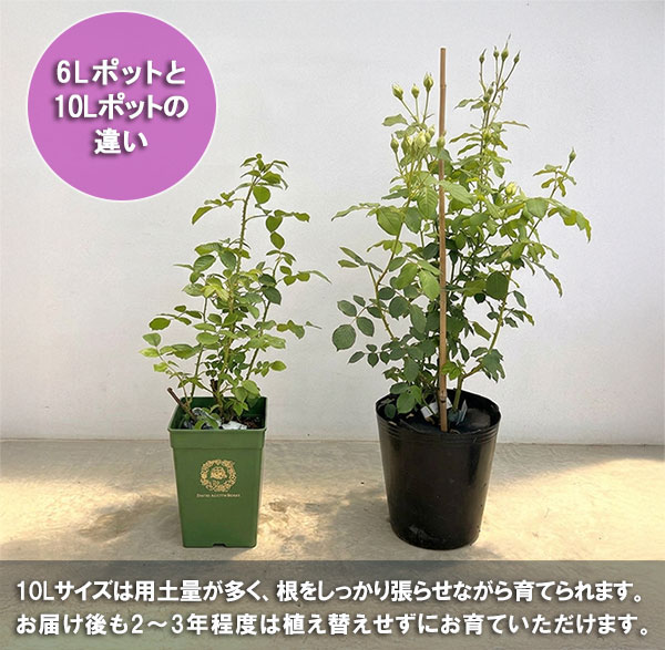 イングリッシュローズ　デビッド・オースチン・ロージズ：ゴールデン・セレブレーション大苗10Lポット植え