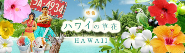 ハワイ気分