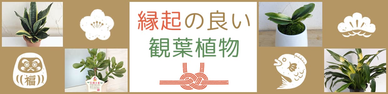 縁起の良い観葉植物