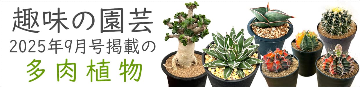 趣味の園芸2025年9月号掲載の多肉植物