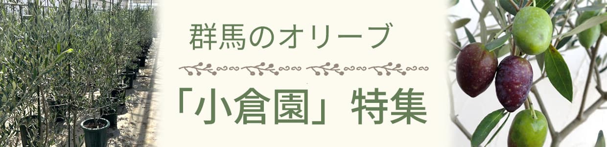 群馬のオリーブ「小倉園」特集