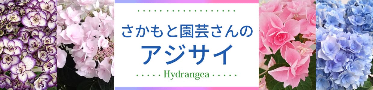 さかもと園芸さんのアジサイ