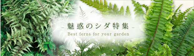 季節の特集:魅惑のシダ特集