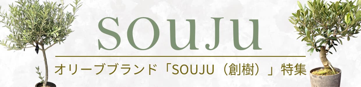 オリーブブランド「SOUJU（創樹）」特集