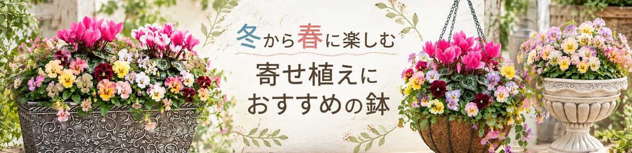冬から春に楽しむ寄せ植えにおすすめの鉢