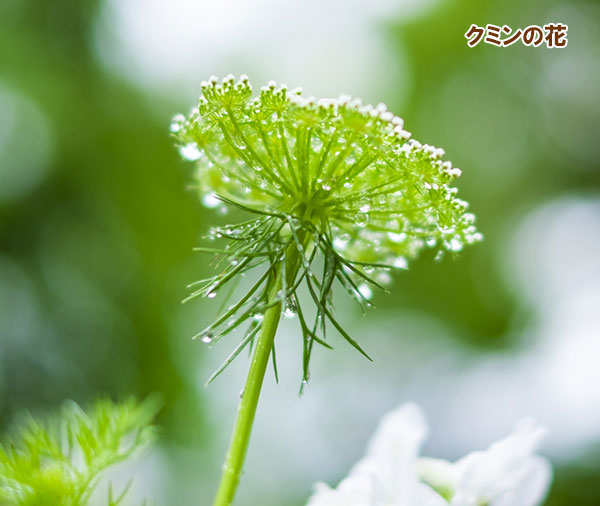 クミンの種[ハーブのタネ]
