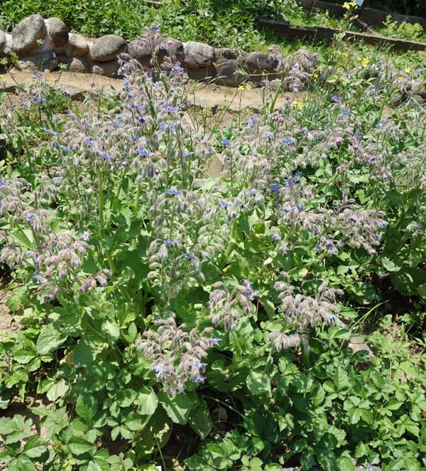 【有効期限25年10月】ボリジ：青花の種[ハーブのタネ]
