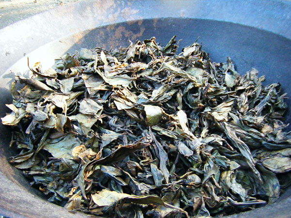 チャ(お茶の木):やぶきた茶4~5号ポット*