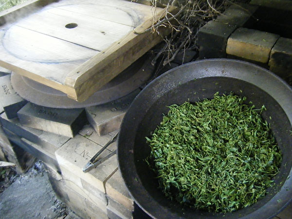チャ(お茶の木):やぶきた茶4~5号ポット*