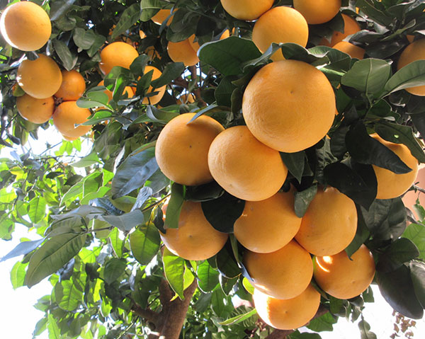 グレープフルーツ（白）8号鉢植え[実付き]