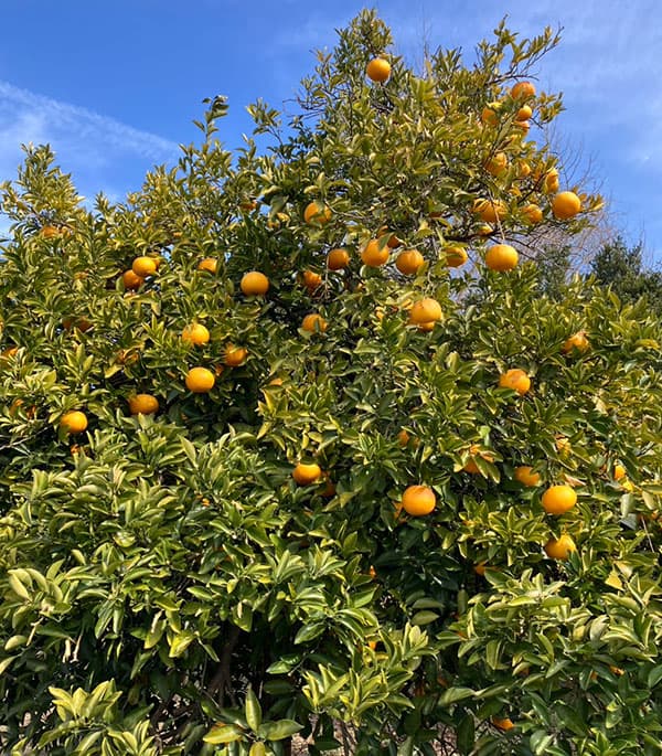 グレープフルーツ（白）8号鉢植え[実付き]