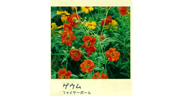 ゲウム（西洋ダイコンソウ）：ファイヤーボール3号ポット