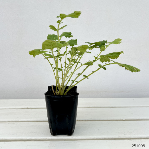 ゲウム（西洋ダイコンソウ）：ファイヤーボール3号ポット