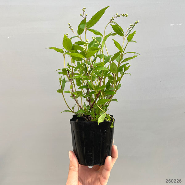 ヒメウツギ（姫ウツギ）3号ポット*