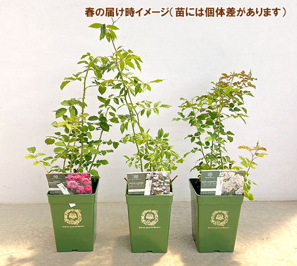 イングリッシュローズ　デビッド・オースチン・ロージズ：テス・オブ・ザ・ダーバービルズ大苗6L角鉢植え