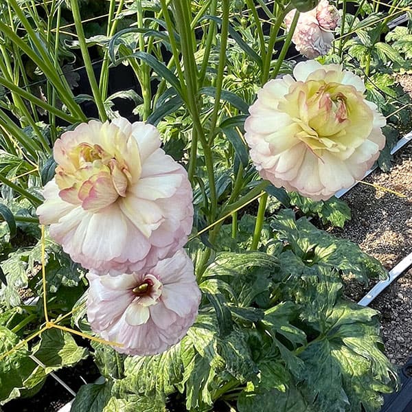 ラナンキュラス:ラックス アイオリア3.5-4号ポット