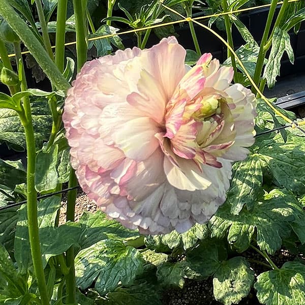 ラナンキュラス:ラックス アイオリア3.5-4号ポット